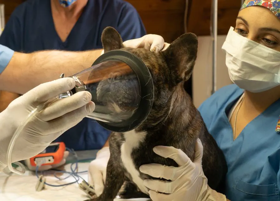 Equipo veterinario atendiendo a un perro en una clínica